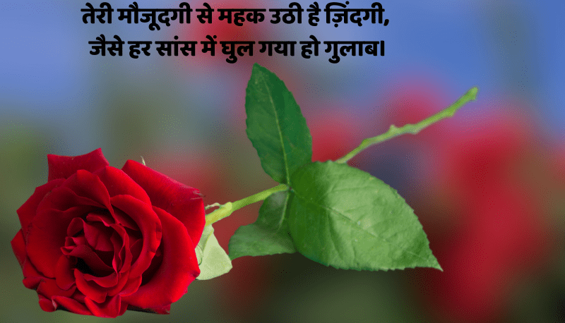 एक गुलाब आपकी मुस्कान